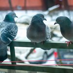 Szpital walczy z gołębiami przy pomocy dźwięków. Mieszkańcy są wściekli