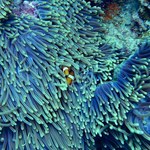 Sztuczna inteligencja określi stan raf koralowych, analizując ich unikalne „melodie”