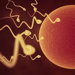 Sztuczna sperma z komórek macierzystych