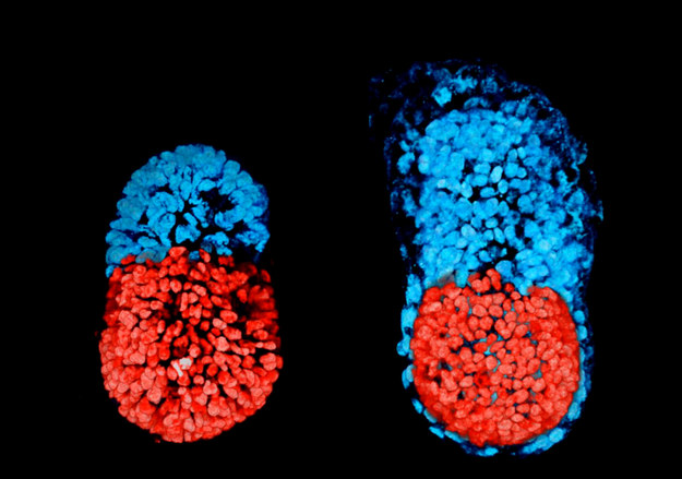 Sztuczny embrion po 96 godzinach (po lewej), prawdziwy embrion po 48 godzinach hodowli (po prawej). Na czerwono oznaczono komórki ESC, na niebiesko TSC /Sarah Harrison, Gaelle Recher, Zernicka-Goetz Lab, University of Cambridge /materiały prasowe