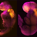 Sztuczny embrion z bijącym sercem i mózgiem