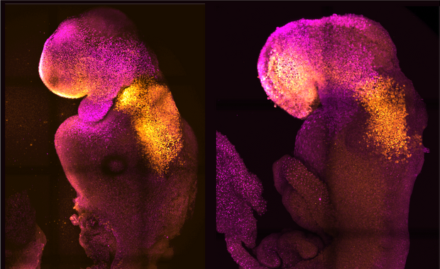 Sztuczny embrion z bijącym sercem i mózgiem