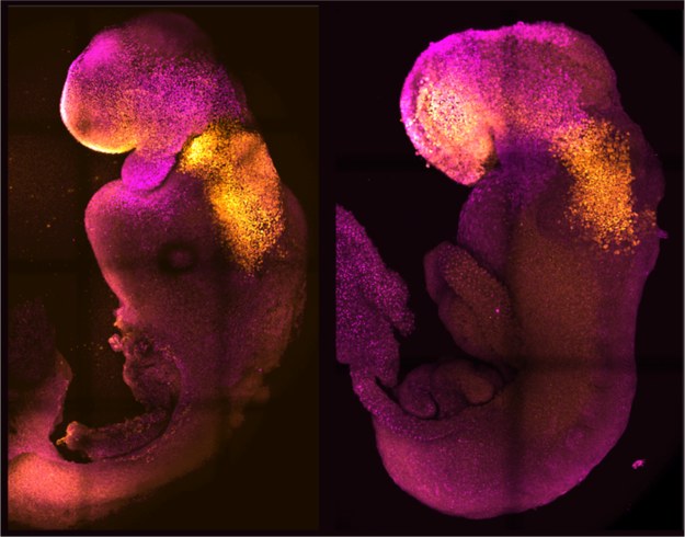 Sztuczny i naturalny embrion z rozwiniętym mózgiem i sercem /Amadei and Handford /Materiały prasowe