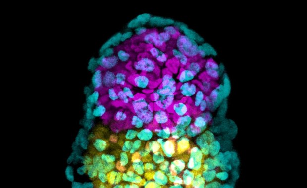 Sztuczny, zdolny do życia embrion coraz bliżej