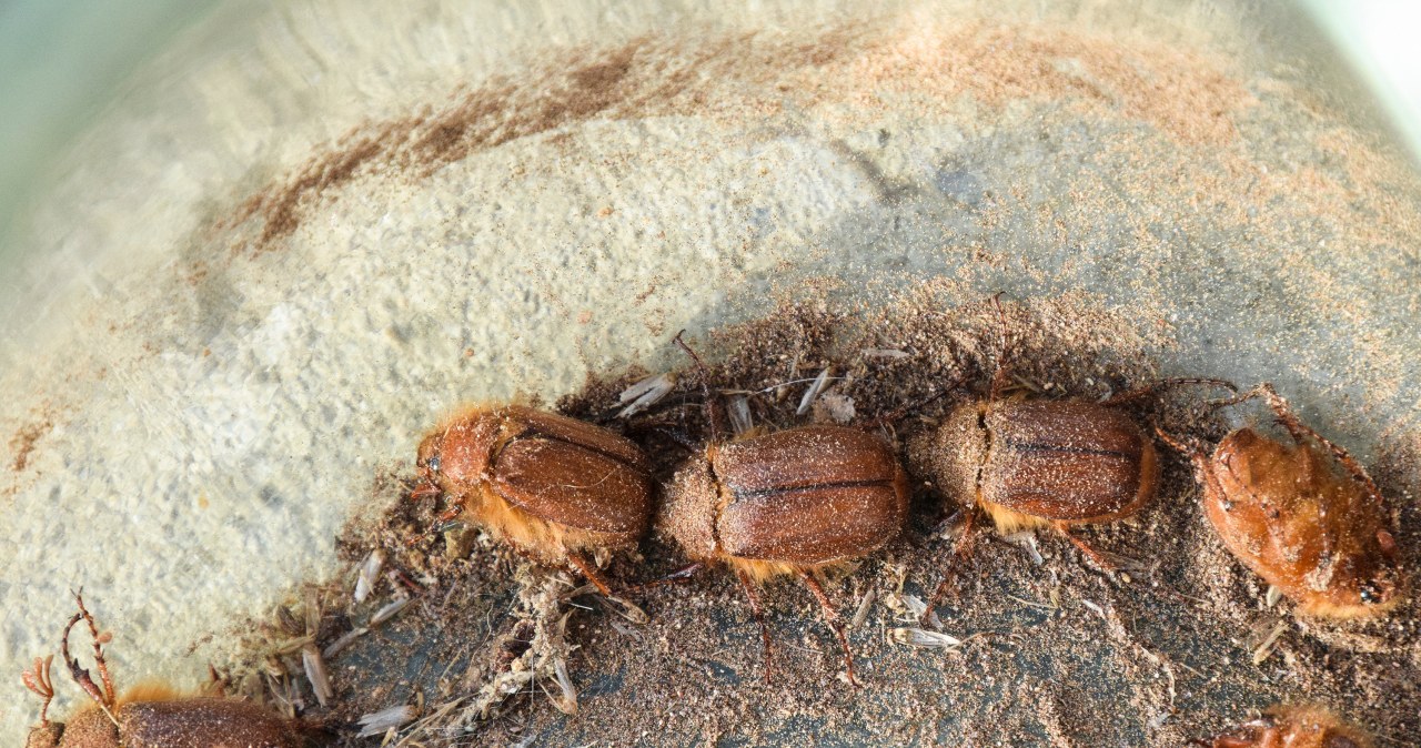 Szubak Smirnowa to niewielki chrząszcz, który może poczynić w domu wielkie szkody. /123RF/PICSEL