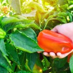 zbiory owoców Szukają chętnych do pracy. Można zarobić nawet 4 tys. zł tygodniowo