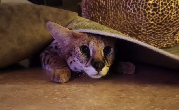 Szukali go niemal dwa tygodnie, sam wrócił. Sasza już w domu