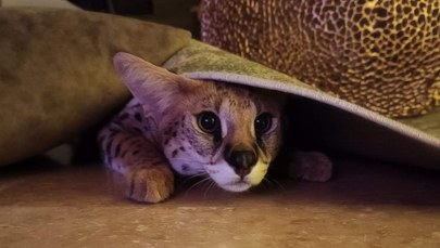 Szukali go niemal dwa tygodnie, sam wrócił. Sasza już w domu