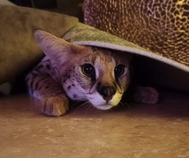 Szukali go niemal dwa tygodnie, sam wrócił. Sasza już w domu