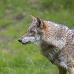 Szukali go ponad tydzień. Zamknięto szkołę i użyto dronów