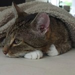 adopcja zwierząt Szukasz czworonożnego przyjaciela? Sprawdź WrocŁapki