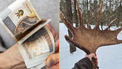 Szukasz dodatkowego zarobku? Sprawdź, ile możesz zarobić na porożu 