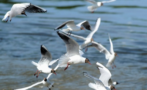 Szukasz inspiracji na Dzień Kobiet? Zajrzyj do świata ptaków 