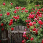 Szukasz róży pnącej na żywopłot lub pergolę? Te gatunki będą najlepsze