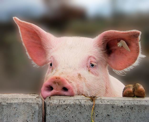 Szwajcaria wprowadza zakaz importu wieprzowiny z Polski i Litwy /&copy;123RF/PICSEL
