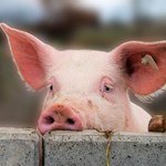 Szwajcaria wprowadza zakaz importu wieprzowiny z Polski i Litwy