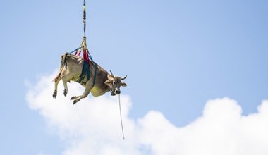 Szwajcarska krowa poleciała helikopterem. Jak do tego doszło? 