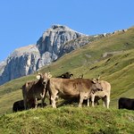 Szwajcarzy zagłosują za zniesieniem przemysłowej hodowli zwierząt