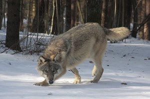 Szwecja: Największy odstrzał wilków w historii. Eksperci alarmują
