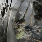 Szwedzcy winiarze zebrali rekordowe ilości winogron. "Pomogło" im ocieplenie klimatu