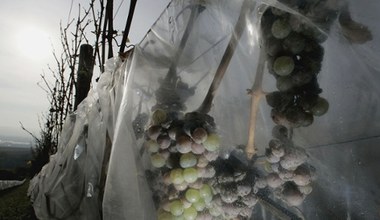 Szwedzcy winiarze zebrali rekordowe ilości winogron. "Pomogło" im ocieplenie klimatu