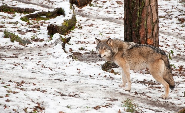 Szwedzi ruszyli na łowy. Polują na wilki