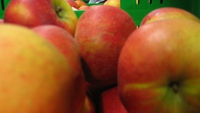 Szwedzi wycofują ze sklepów 19 ton jabłek z Polski