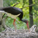 Szybka akcja u bocianów. Potężny napastnik nie wiedział, co się dzieje