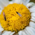 Szybko zapomnisz o ziemiórkach. Wystarczy, że wsypiesz to do doniczki