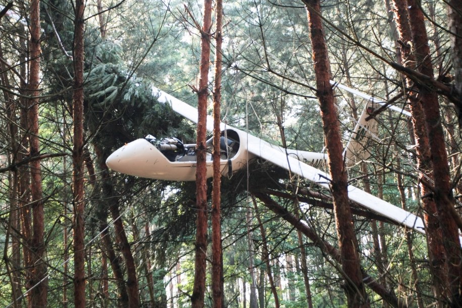 Szybowiec spadł na drzewa w okolicy Łężycy pod Zieloną Górą /Lech Muszyński /PAP