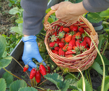 Szybszy koniec sezonu na polskie truskawki. Ceny będą już tylko rosły
