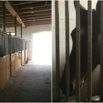 Szykują się kolejne roszady w renomowanych polskich stadninach koni arabskich