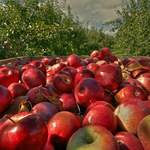Szykują się rekordowe zbiory jabłek