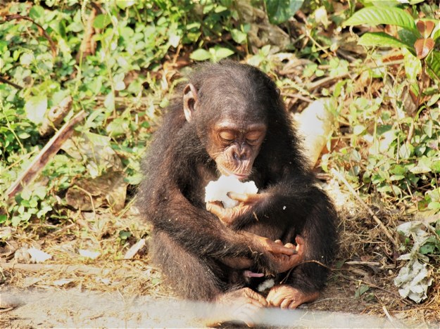 Szympans jedzący owoc /James Higham /materiały prasowe