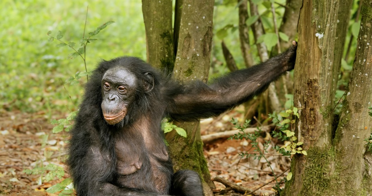 Szympans karłowaty, znany także jako bonobo jest uważany za jednego z bardziej inteligentnych gatunków naczelnych. /Hans Hillewaert /CC BY-SA 4.0