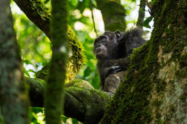 Szympans na drzewie na zdjęciu ilustracyjnym /Shutterstock