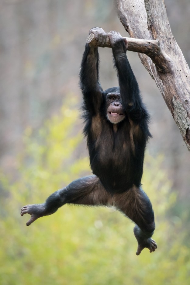 Szympans na zdjęciu ilustracyjnym /Shutterstock