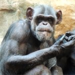 Szympans Szymon i jego urodzinowa impreza. Warszawskie zoo zaprasza 