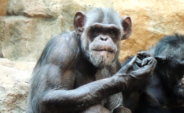 Szympans Szymon i jego urodzinowa impreza. Warszawskie zoo zaprasza 