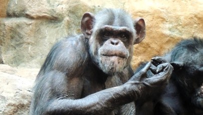 Szympans Szymon i jego urodzinowa impreza. Warszawskie zoo zaprasza 