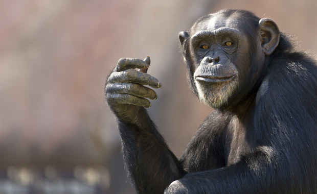 Szympans wrócił do zoo... na rowerze. Niesamowita historia z Charkowa