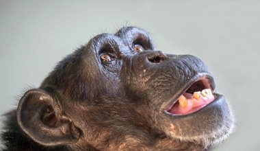 Szympans z Japonii zaskoczył wszystkich. Stworzył muzykę