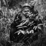 Szympansica Kizi nie żyje. Miała 43 lata