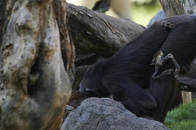 Szympansica w zoo w Walencji opiekuje się swoim martwym dzieckiem /AA/ABACA/Abaca /East News