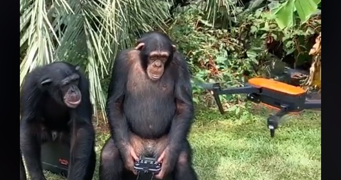 Szympansy bawią się dronem /materiały prasowe
