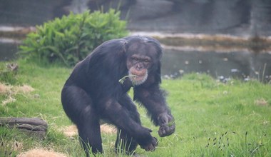 Szympansy budują zdania. Małpy potrafią tworzyć nowe znaczenia