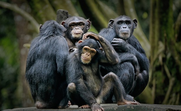 Szympansy codziennie "na rauszu"? Naukowcy ujawniają zaskakujące fakty