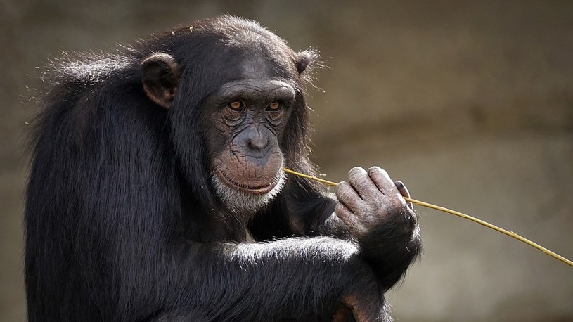 Szympansy i goryle po raz pierwszy w historii idą ze sobą na wojnę /Geekweek