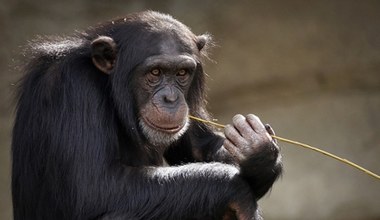 Szympansy i goryle po raz pierwszy w historii idą ze sobą na wojnę