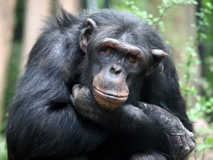 Szympansy i ludzie dzielą wiele DNA, więc mogą cierpieć na podobne choroby /123RF/PICSEL